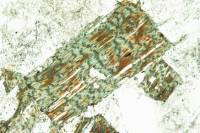 Biotite altérée en chlorite LPNA x25